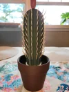 Cactus Toothpick Dispenser (Buy 2 Get Free shipping)