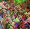 Last Day Promotion 70% OFF - 🔥Mixed Perennial Flowers Seeds-Over 60 kinds mixed⚡Buy 2 Get Free Shipping