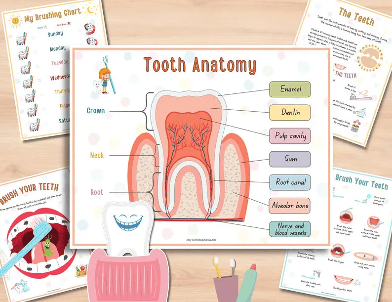 🧒Human Anatomy Busy Book