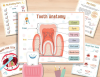 🧒Human Anatomy Busy Book