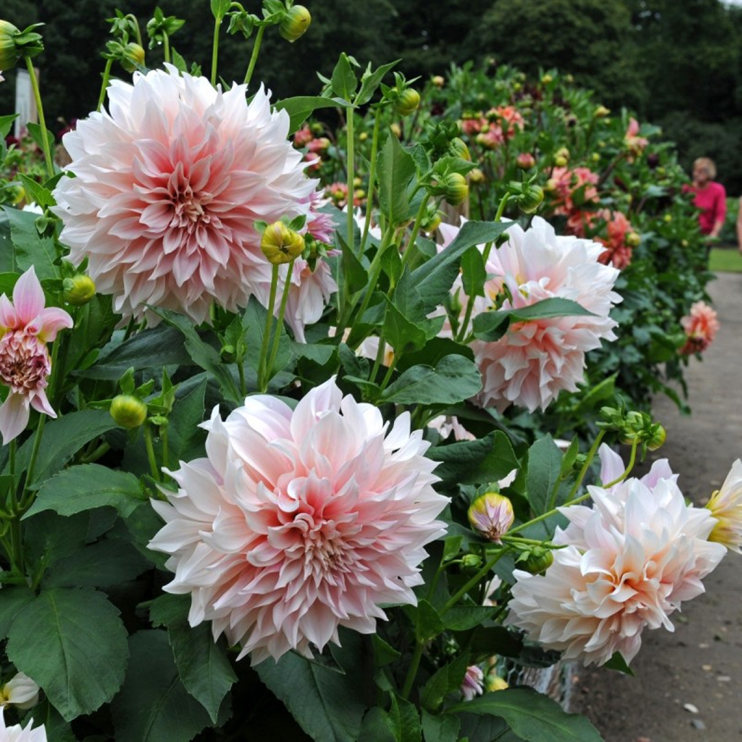 🔥Last Day Promotion 70% OFF - 🌺Dahlia Seeds - Mixed