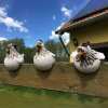 Funny Chicken Garden Fence Decoration - Buy 2 Free Shipping