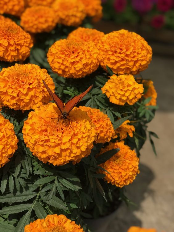 Last Day Sale 50% Off - 🔥Marigold Seeds-Easily Mixed Colors for All Seasons⚡Two pieces of free shipping