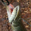 🎣 Summer Sale-50% OFF🐠FishWishRod™- Lifelike Swimbait