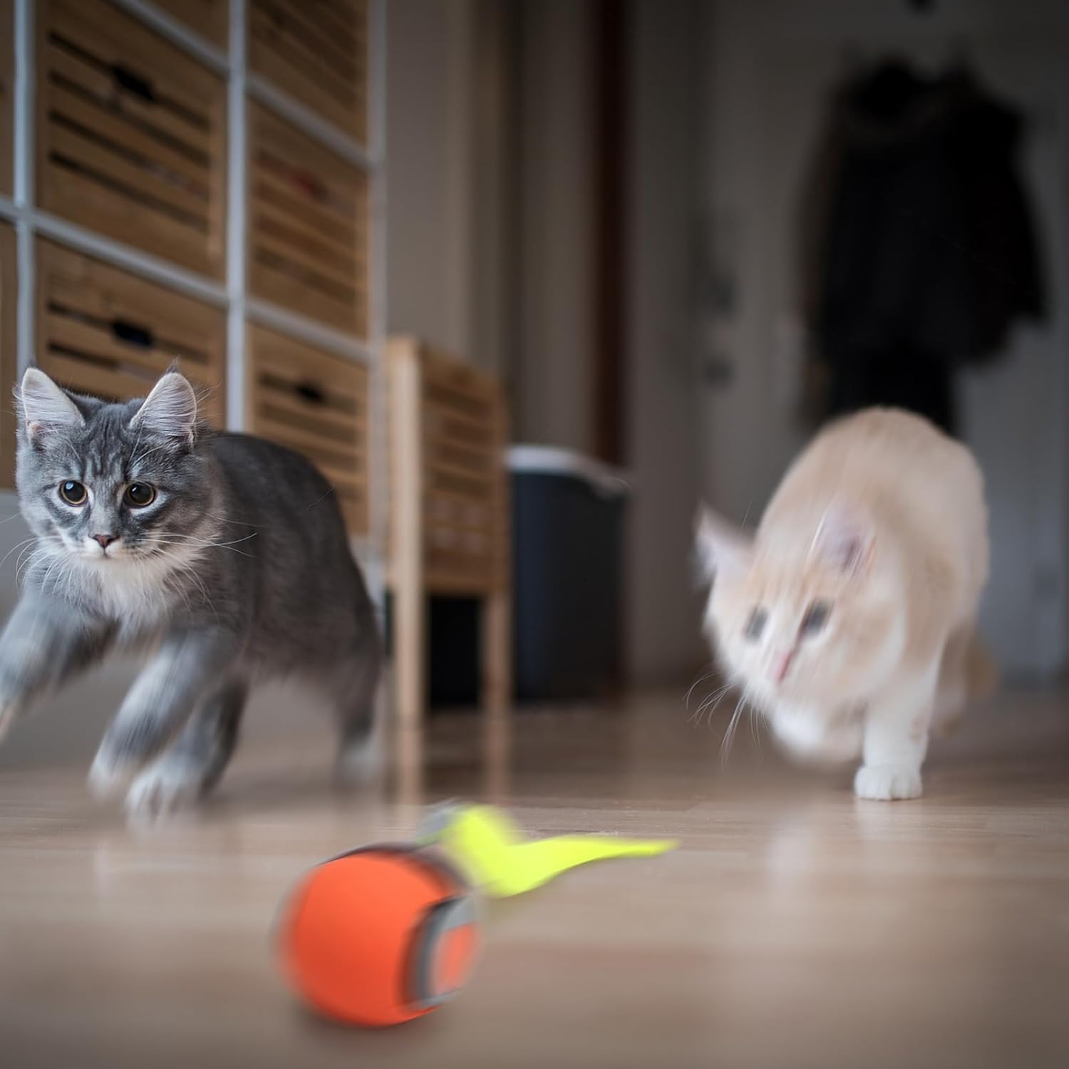 🔥Letzter Tag Verkauf 49% Rabatt🔥Katzenball Version 2.0