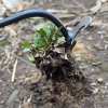 🔥Last Day 50% OFF- Gardening Hand Weeder Tools- Buy 2 Free Shipping