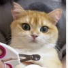 Cat Nail Clippers Pet Nail Clippers