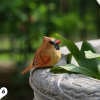 <strong>Handmade</strong> Miniature Bird Figurines