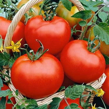 Last Day Sale 50% Off - 🔥Pink Tomato Seeds⚡Free shipping for three items