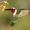 (🔥Early Mother's Day Sale- 65% OFF) Felt Bird Ornament🐦- Buy 4 Free Shipping