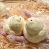 🔥HOT SALE🐥Handmade Silicone Soft Chicken Toys