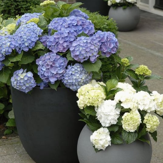 🔥Last Day Sale - 60% OFF💐Outdoor Artificial Hydrangea Flowers