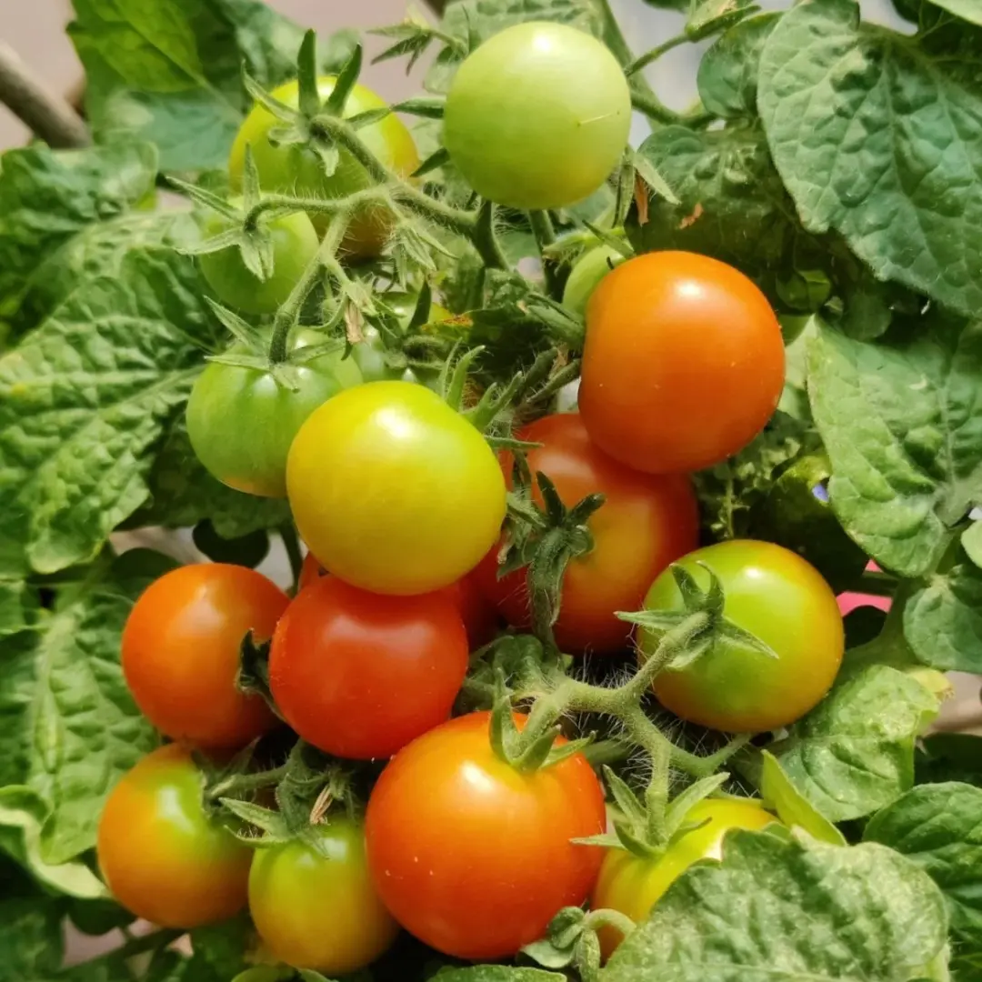 🔥Last Day Promotion 50% OFF🔥Colorful Dwarf Tomatoes-Four Seasons Potted Plants