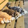 $17.99,ONLY FOR TODAY -Funny Rolling Cat