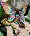 🦋Butterfly Dragon