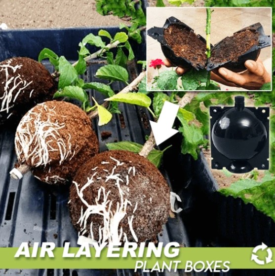 🔥Christmas Sale-49% OFF🎁 Air Layering Plant Boxes