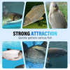 💥LAST DAY SALE 50% OFF💥Highly Effective Fish Attractant⚡BUY 2 GET 1 FREE
