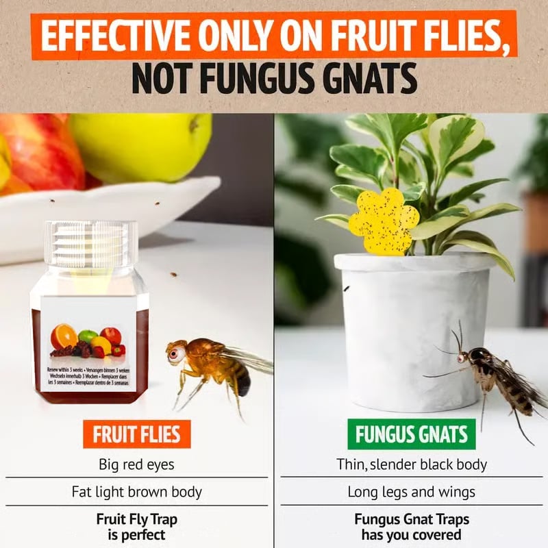 💥LAST DAY SALE 50% OFF💥Fruit Fly Trap⚡BUY 3 GET 1 FREE