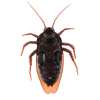 🔥Last Day Promotion 50% OFF🔥Remote Control Cockroach - Electric & Remote Control Toy