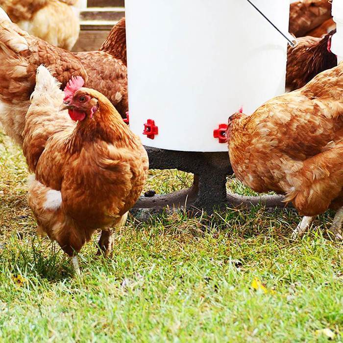 Horizontal Side Mount Chicken Waterer