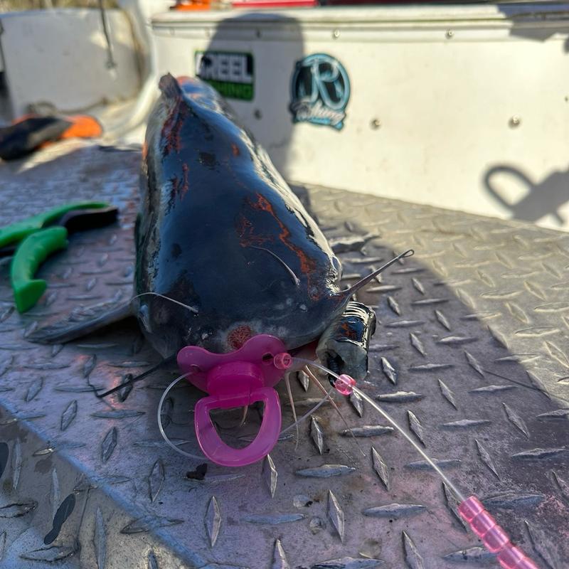 Pacifier Fishing Rig