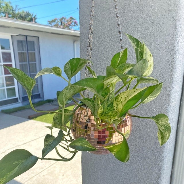 🎁TikTok Last Day Sale - 70% OFF🔥Disco Ball Planter