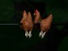 🔥Last Day: 49% Off! 🔥 Hand-Painted Chicken Earrings