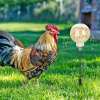🔥LAST DAY 50% OFF 🐔Ultimate Chicken Peck Toy (2PCS)