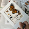 Diy Framed Butterfly Decoration Kit