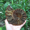 🔥Handmade Natural Rare Ammonite Fossil Conch - Ready For Ship