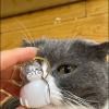 ⏰LAST DAY SALE 50% OFF💥My Pet Keychain