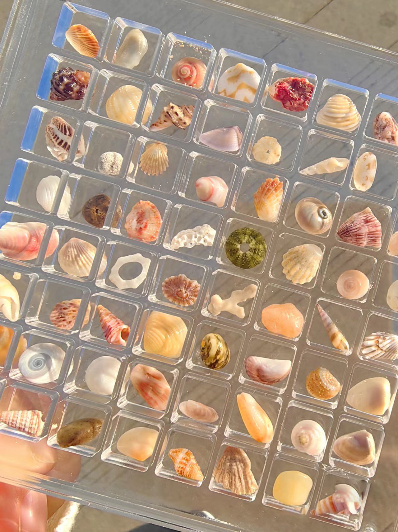 (✨Hot Sale Now)--Acrylic Magnetic Seashell Display Box