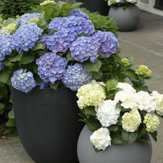 🔥Last Day Promotion 50% OFF💐Outdoor Artificial Hydrangea Flowers