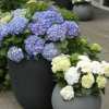 🔥Last Day Promotion 50% OFF💐Outdoor Artificial Hydrangea Flowers
