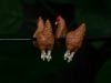 🔥Last Day: 49% Off! 🔥 Hand-Painted Chicken Earrings