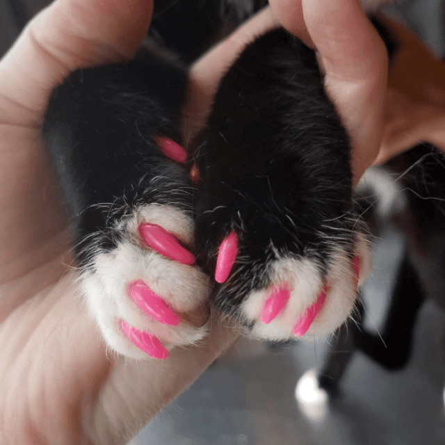 🔥Hot Sale 49% OFF - Pet Dog & Cat Nail Caps