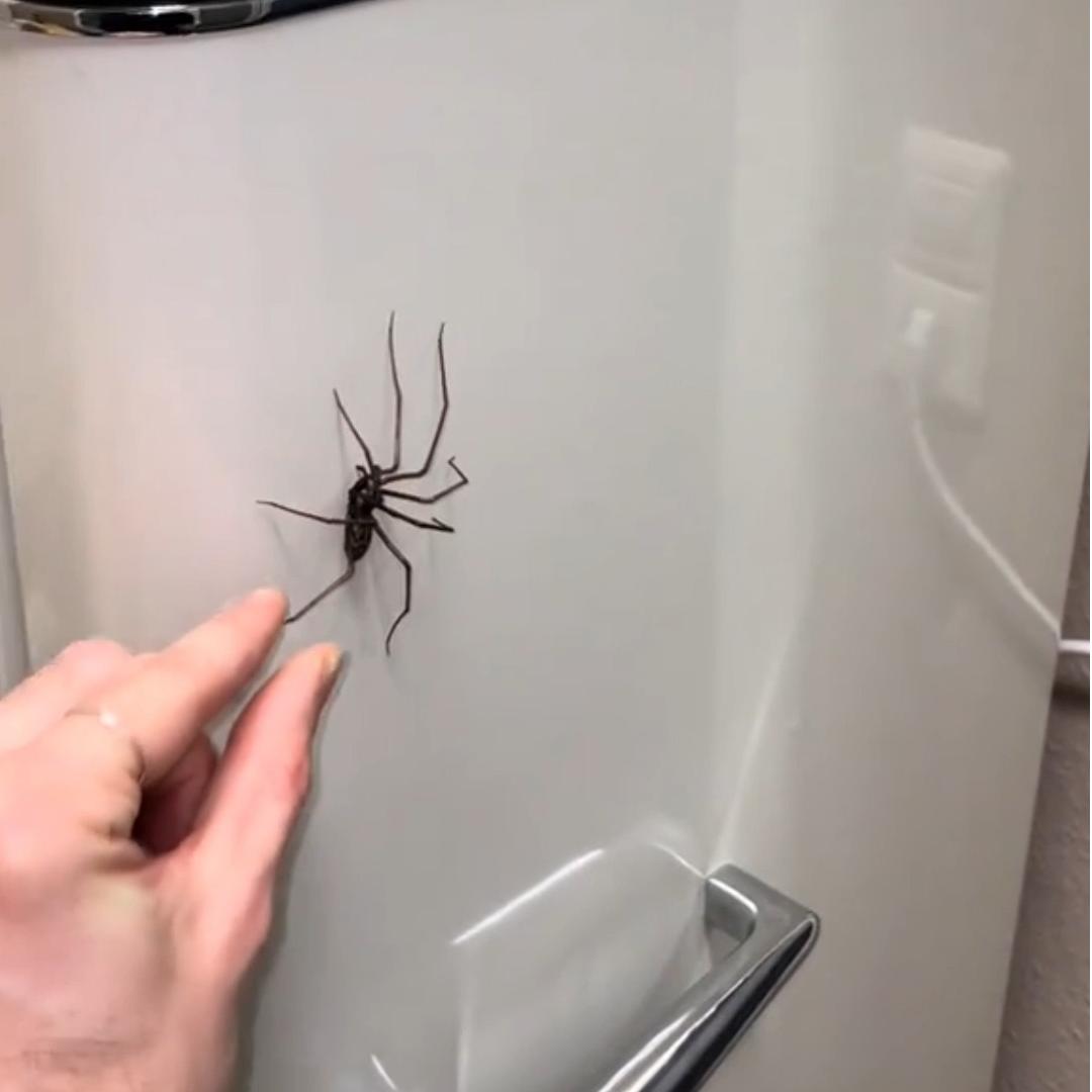 Last Day 70% OFF🔥Realistic Giant House Spider Fridge Magnet