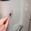 Last Day 70% OFF🔥Realistic Giant House Spider Fridge Magnet