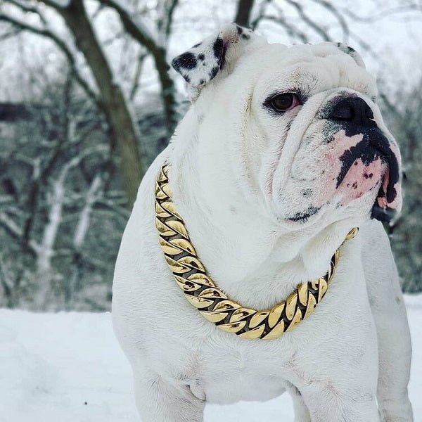 🎄CHRISTMAS SALE 70% OFF🎄Thick Gold Chain Pets Safety Collar (Adjustable Length)