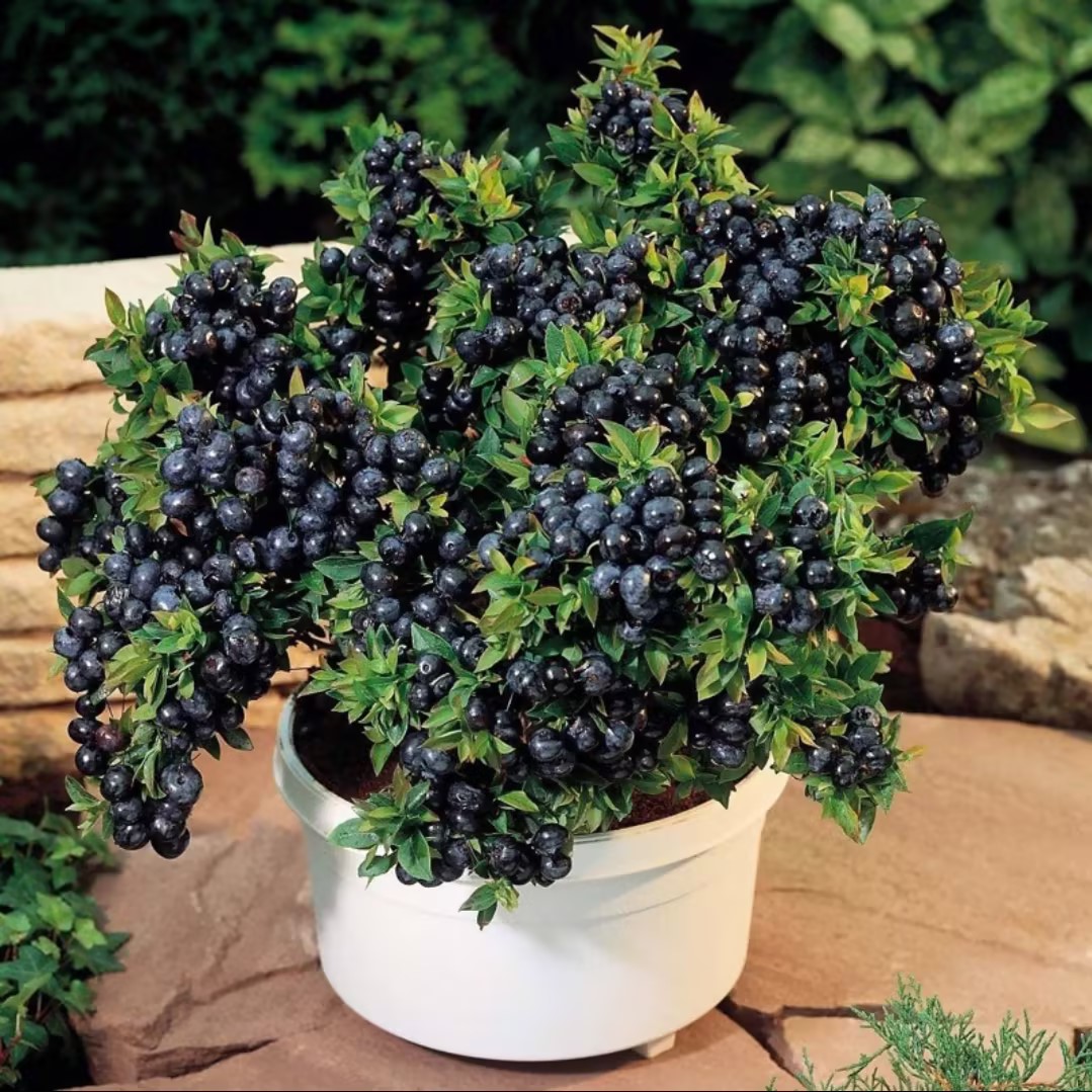 Last Day Sale 50% Off - 🔥Giant Blueberry Fruit Seeds⚡Free shipping for three items