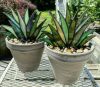 (Summer Flash Sale- 50% OFF) Suncatcher Stained Agave Plante