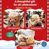 Highland Cow Plush Comfort Companion