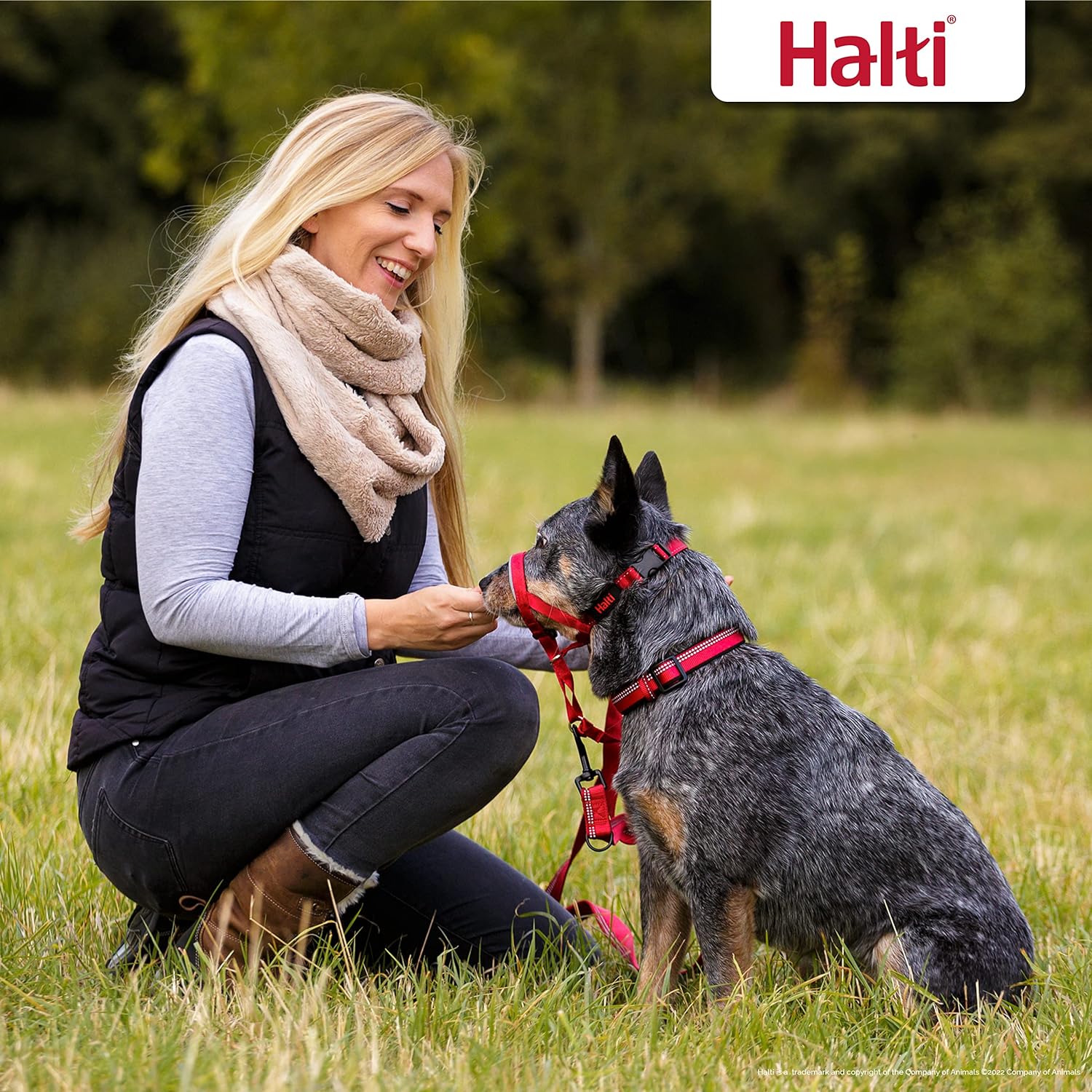 HALTI Headcollar - To Stop Your Dog Pulling on the Leash. Adjustable, Reflective and Lightweight, with Padded Nose Band. Dog Training Anti-Pull Collar for Medium Dogs (Size 3, Red)