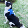 Poochbark™ 3 in 1 Dog Harness with Built-In Leash <strong>(Free Shipping)</strong>