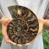 🔥Handmade Natural Rare Ammonite Fossil Conch - Ready For Ship