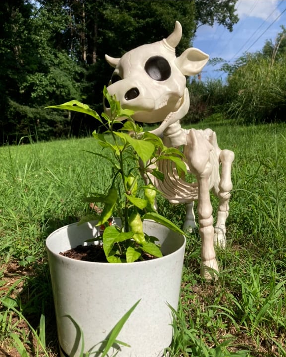 🐮💀Handmade Cow & Horse Skeleton Halloween Decorative Prop