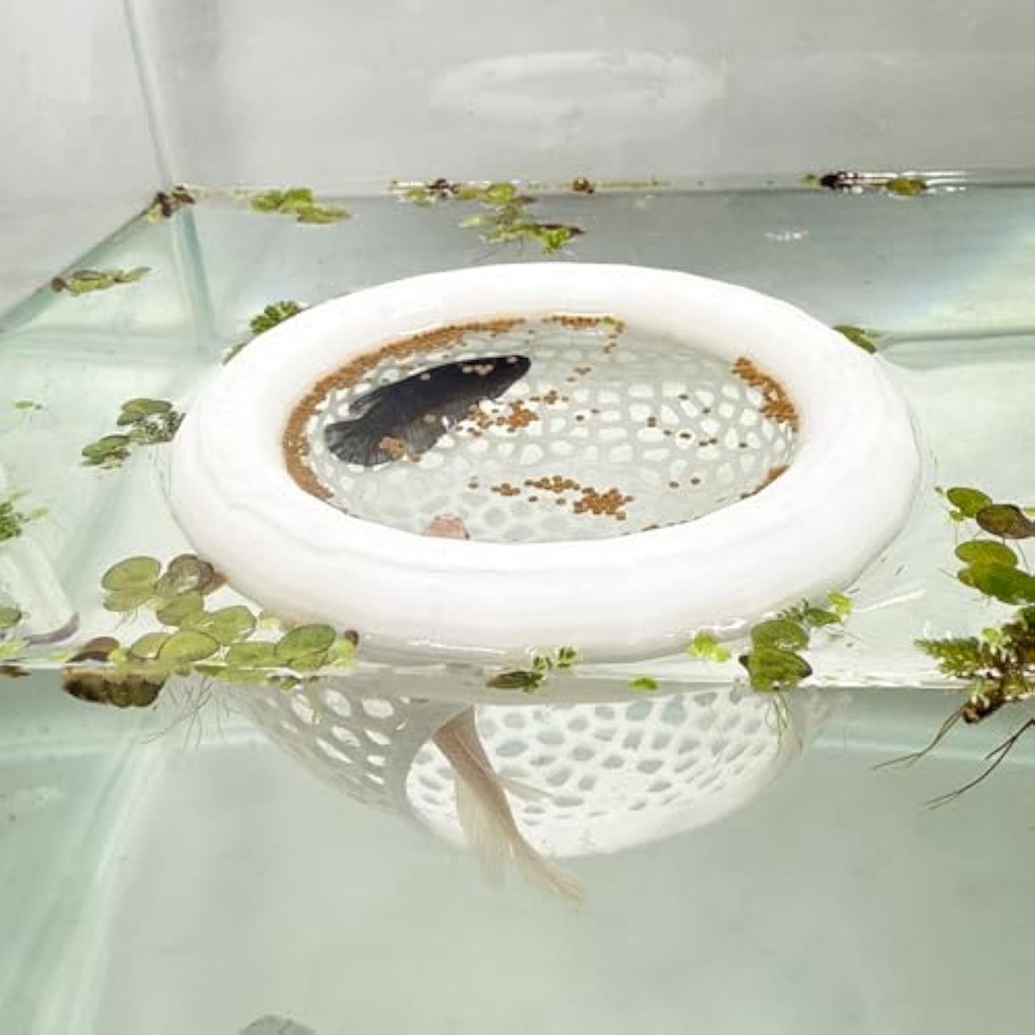 🔥Last Day: 50% OFF🐟Floating Betta Fish Skins