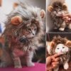 🐕🐈Early Summer Hot Sale 48% OFF - Cute Lion Mane Wig Hat For Dogs And Cat🐾🐾(BUY 2 GET EXTRA 10% OFF)