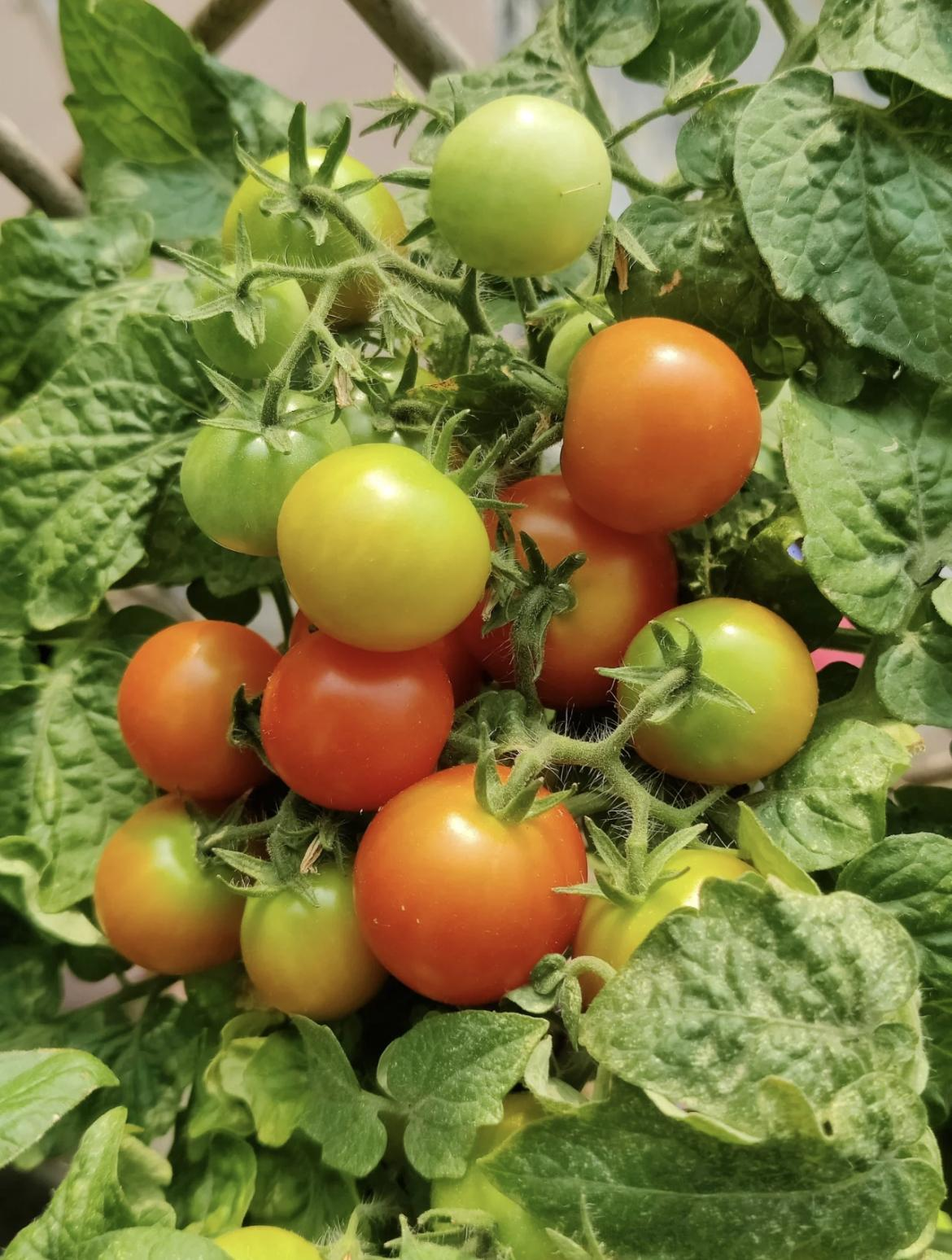 🔥Last Day Promotion 50% OFF🔥Colorful Dwarf Tomatoes-Four Seasons Potted Plants