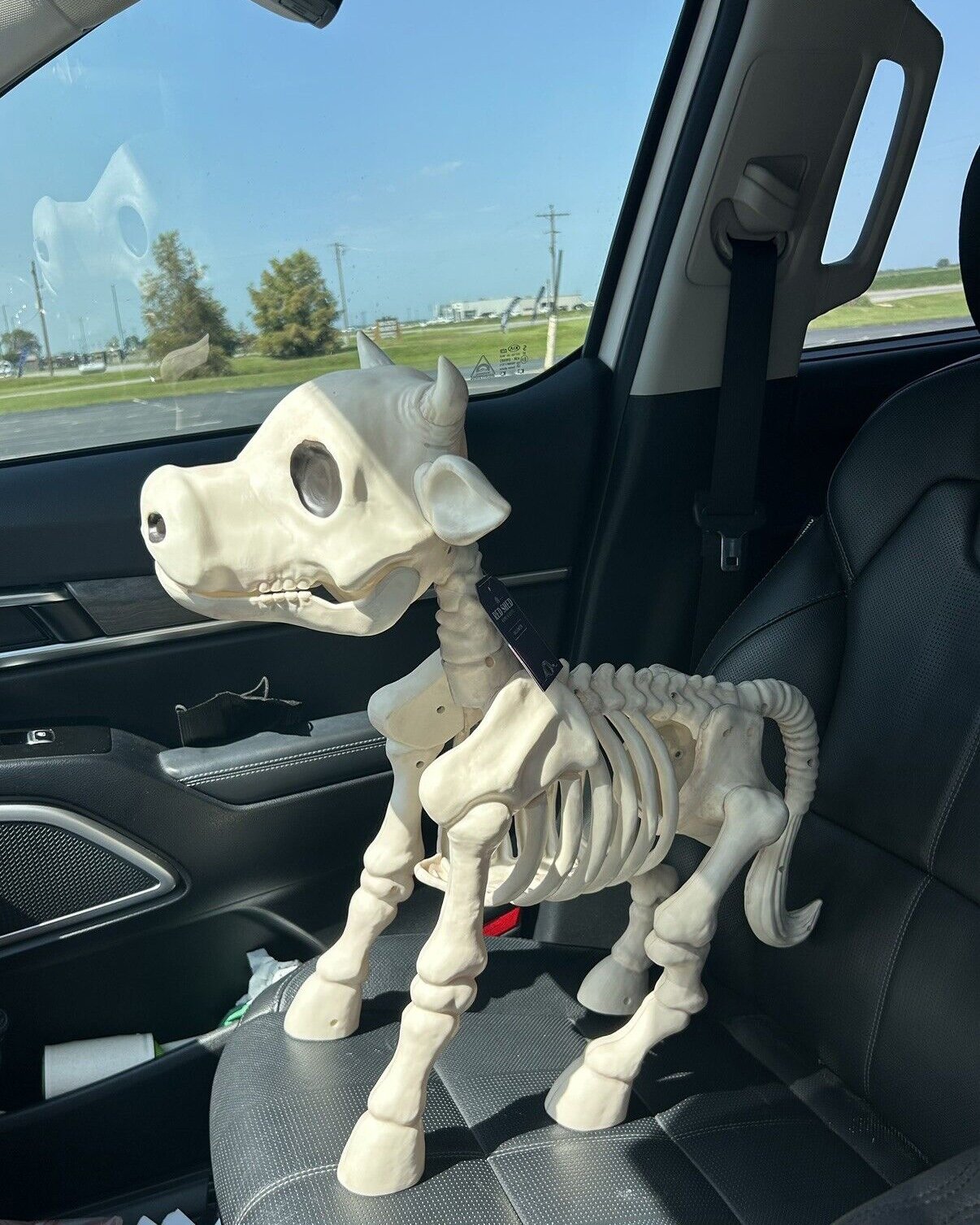 🐮💀Handmade Cow & Horse Skeleton Halloween Decorative Prop